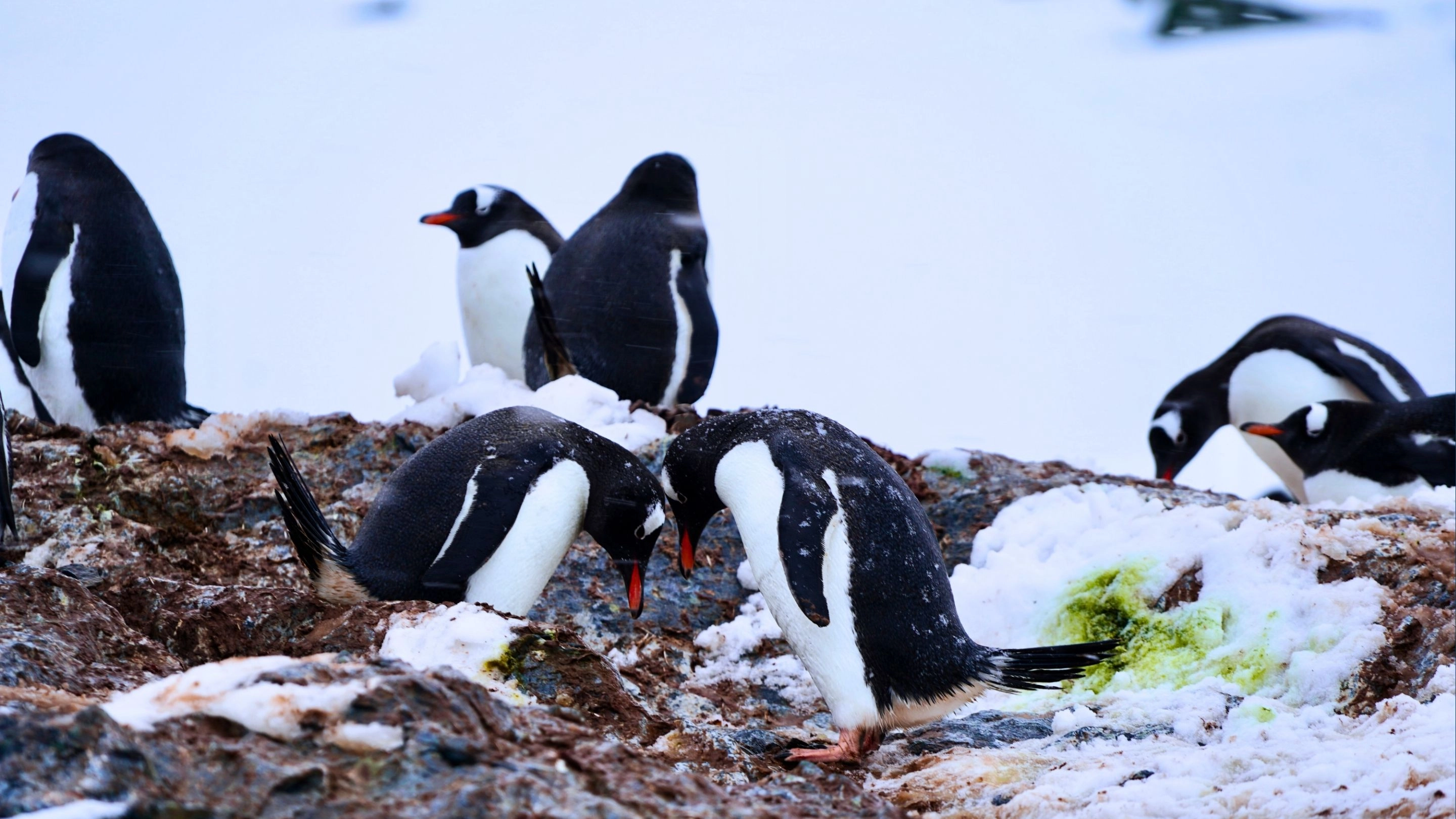POLAR ALARM: How Our Carbon Footprint is Destroying Penguin Habitats