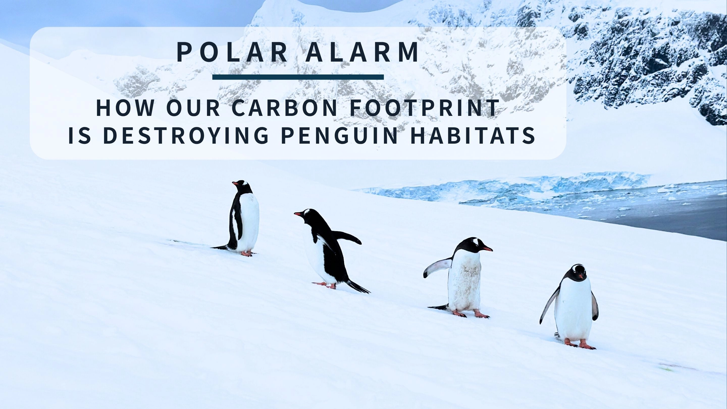 POLAR ALARM: How Our Carbon Footprint is Destroying Penguin Habitats